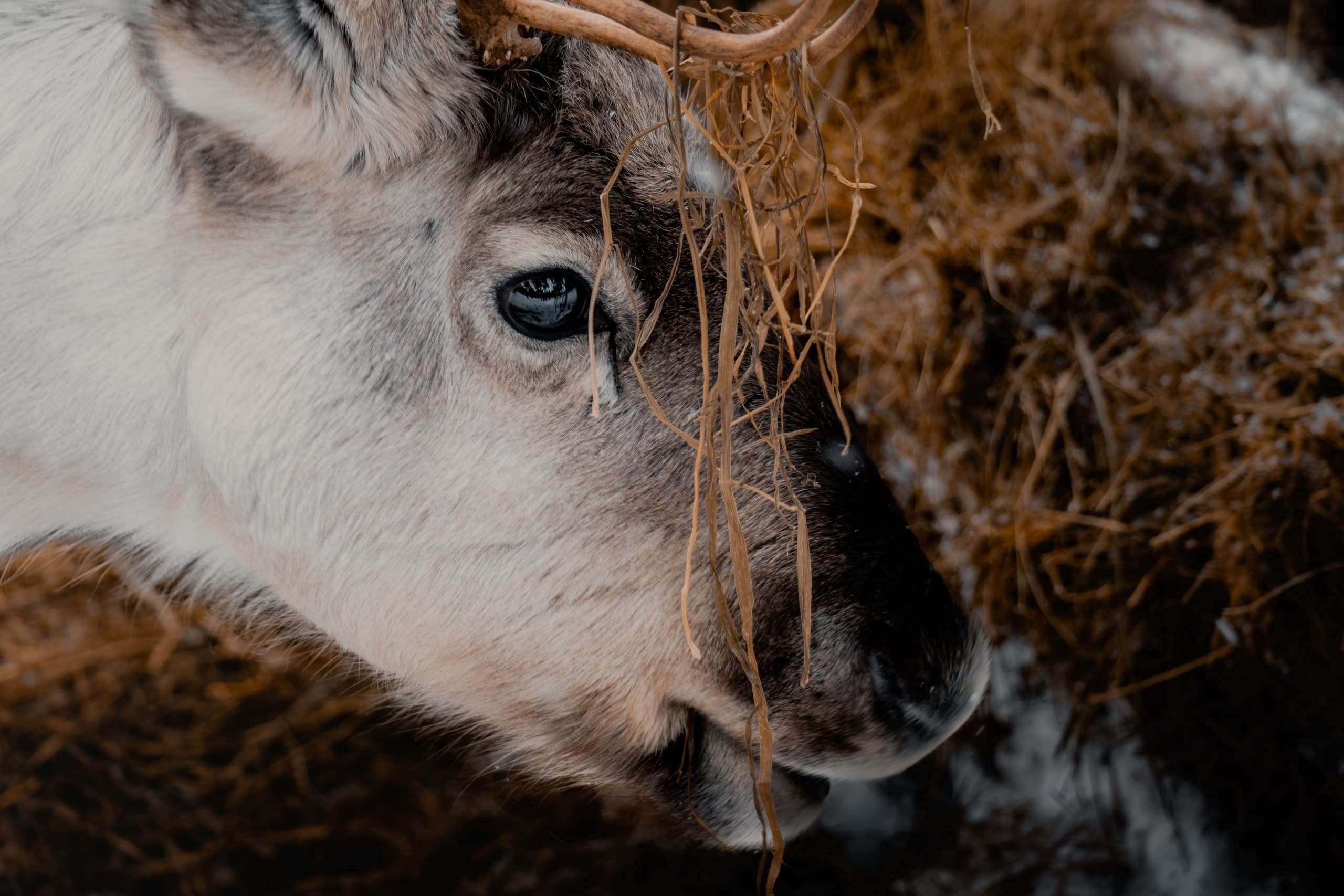 Autumn Reindeer Visit with Wilderness Hotel - Inari