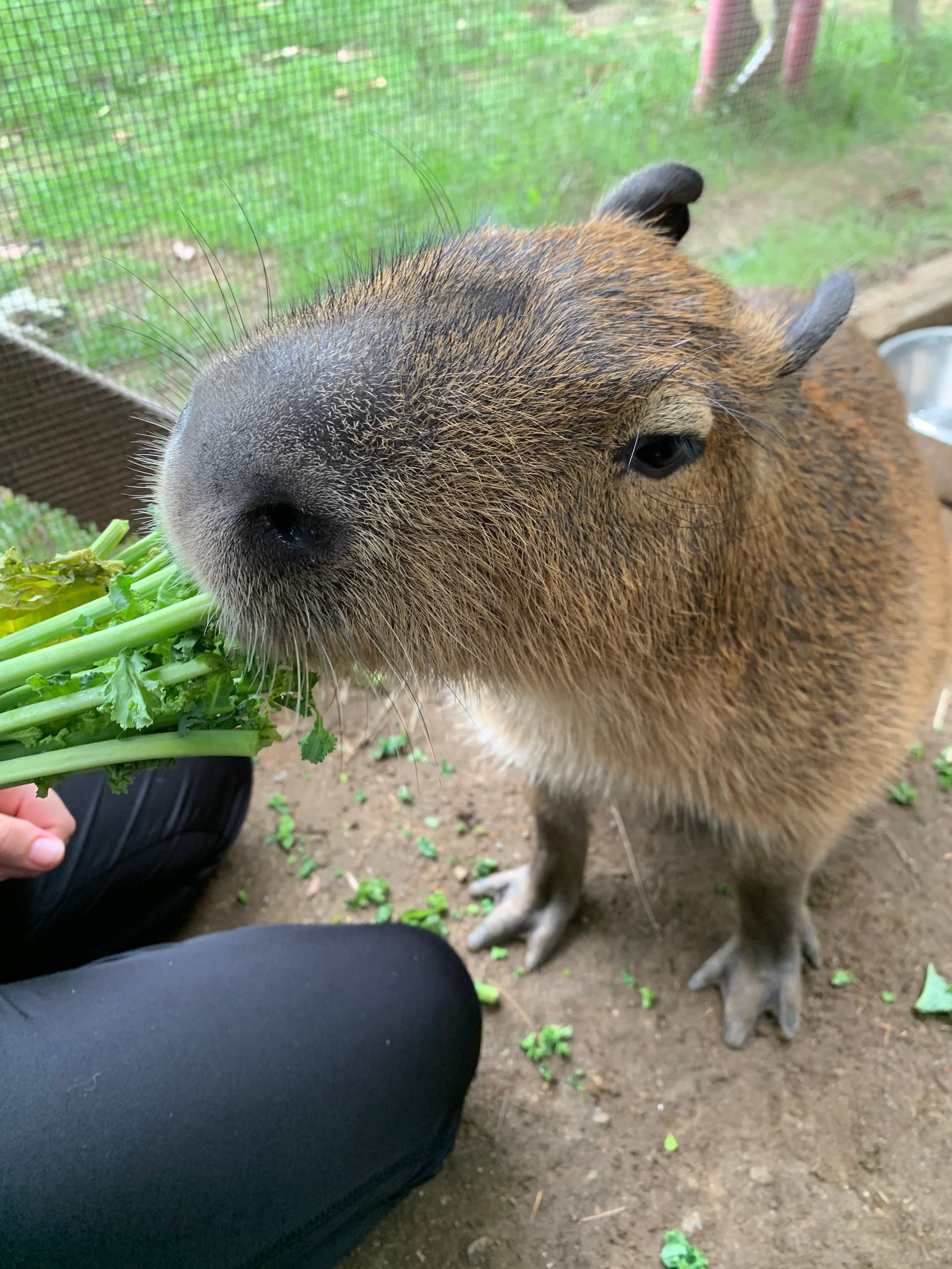 Hands-On Rodent Class: Meet Hazel the Capybara and Small Mammals in Hubbardston, MA