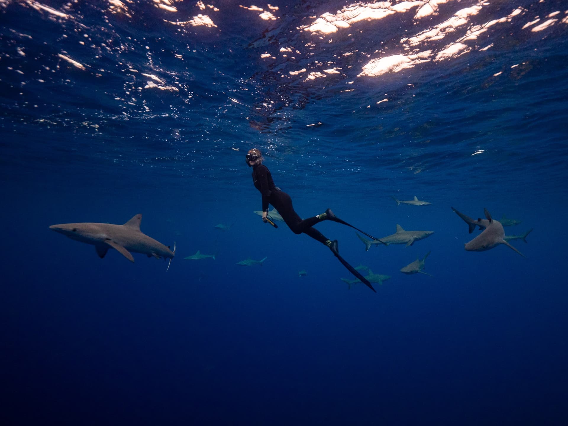 Water Activities: Galapagos Shark Experience at Lord Howe Island