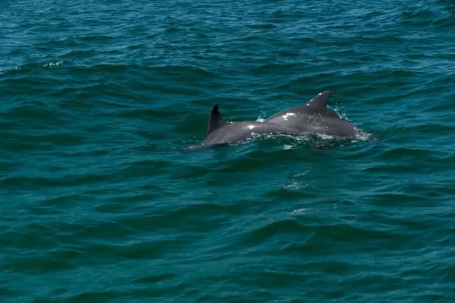 Always Sunday Dolphin Sightseeing Sail in Panama City Beach photo 3