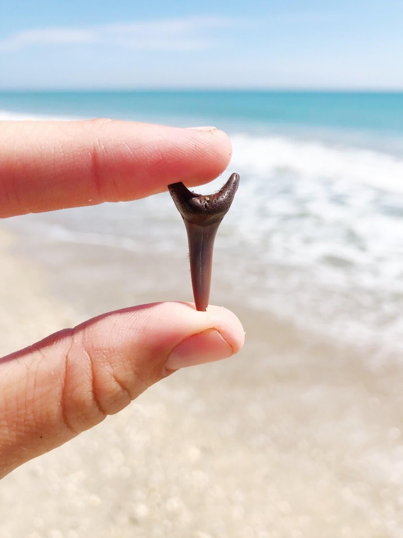 Shark Tooth & Sea Shell Hunting from Shem Creek — 4-Hour Lowcountry Boat Tour