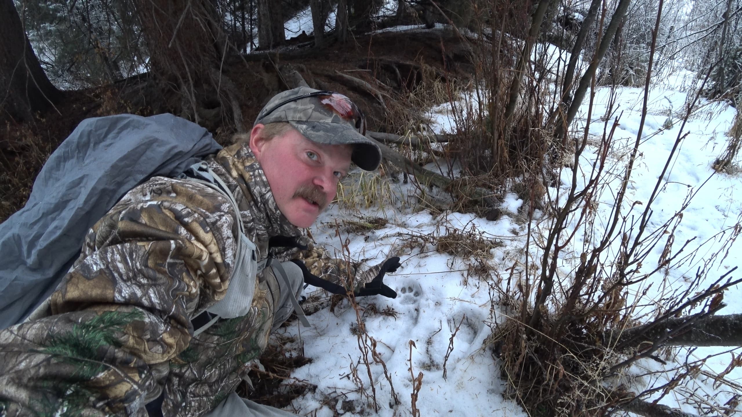 Cougar Tracking Adventure with Yellowstone Wildlife Profiles
