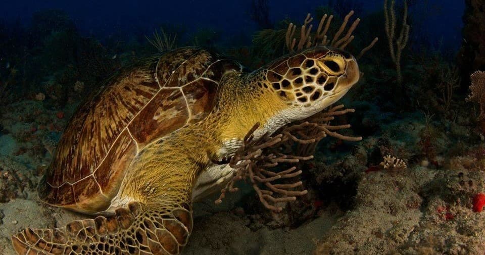 Reef & Wreck Diving with Calypso Dive Charters in Riviera Beach