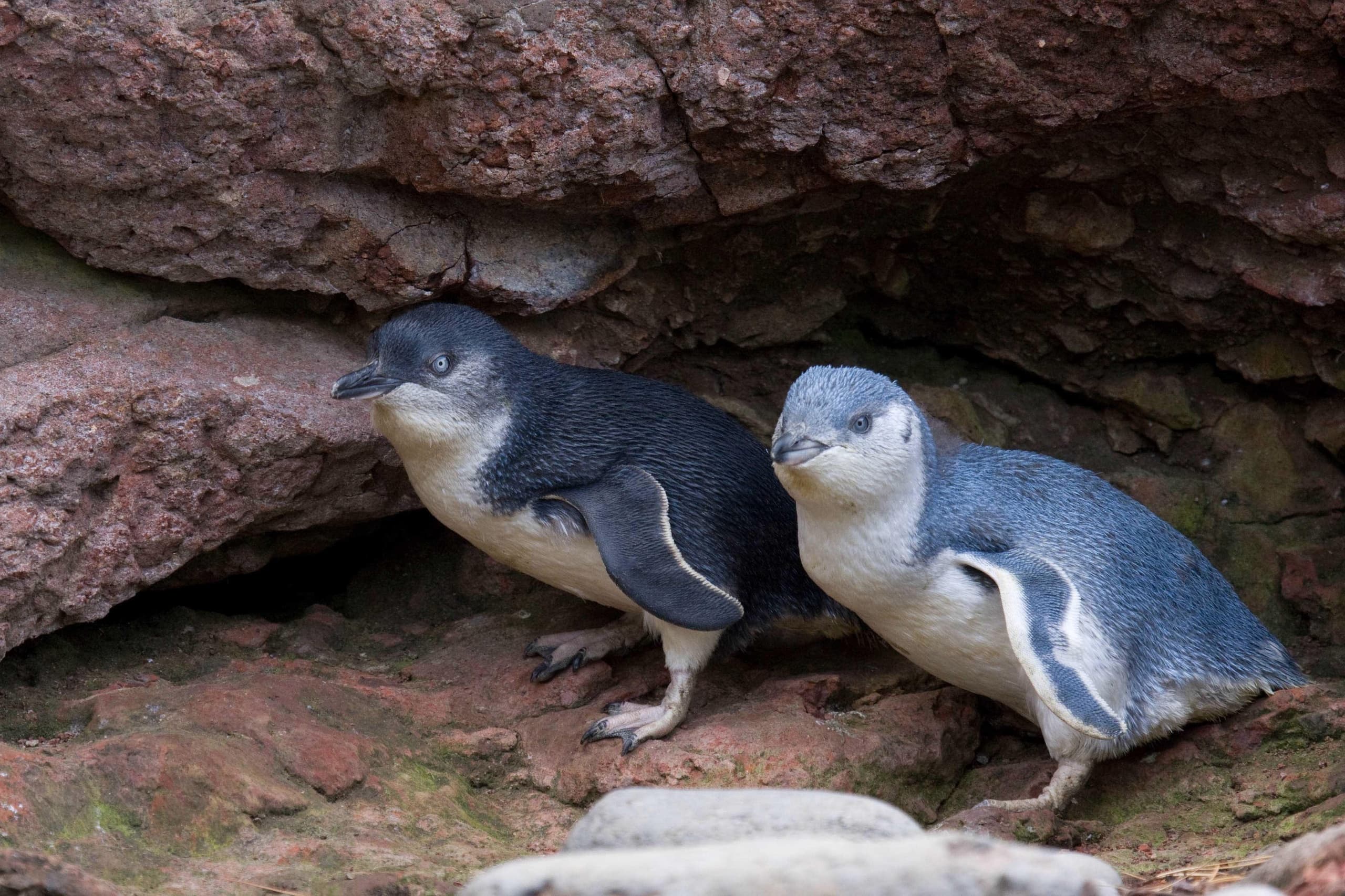 Evening Penguin Tour with Pohatu Penguins in Akaroa
