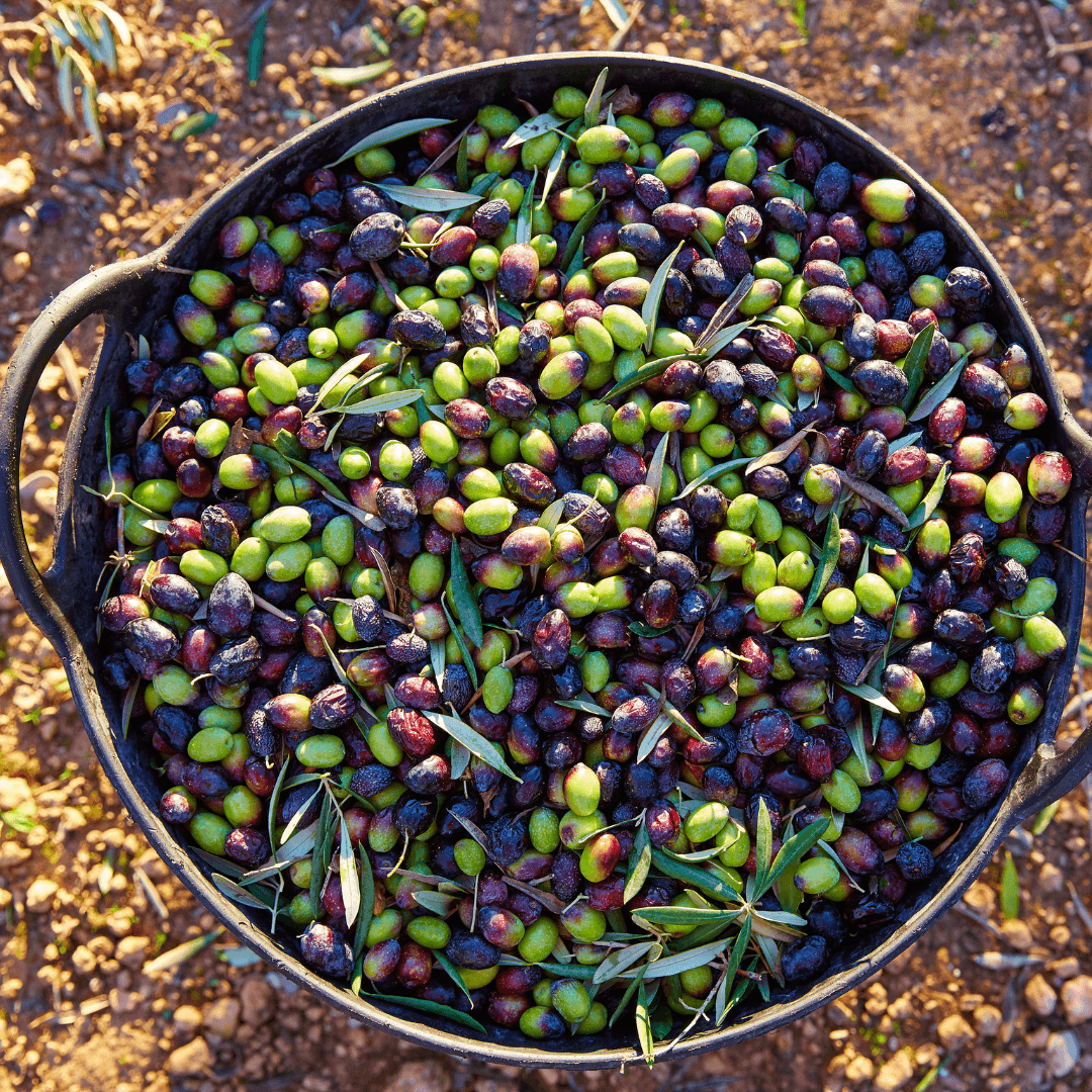 Land Adventures at Olive Oil Farm in Beira Alta