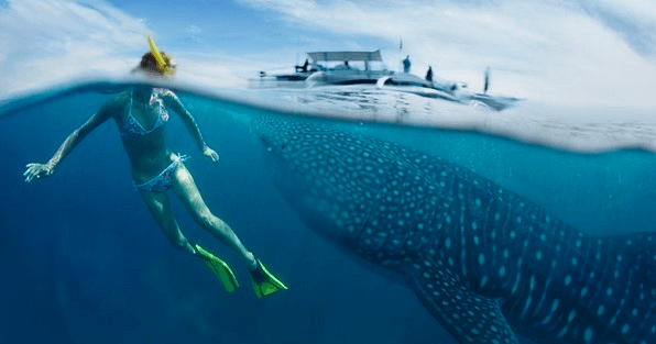 Wildlife & Water Activities: Cozumel Whale Shark Tour Adventure