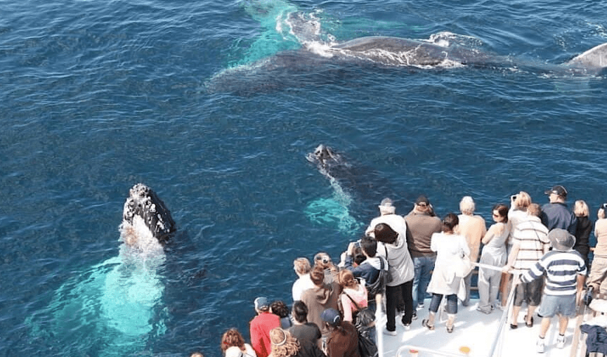 Passengers on whale-watching cruise viewing humpback whales at sea