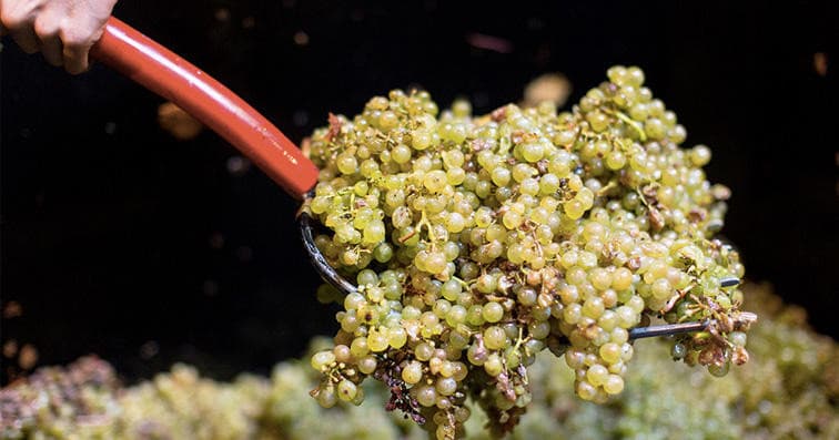 Harvested white grapes being scooped during winery harvest