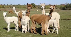 Guided Alpaca Tours & Wine Tasting at LondonDairy Alpacas