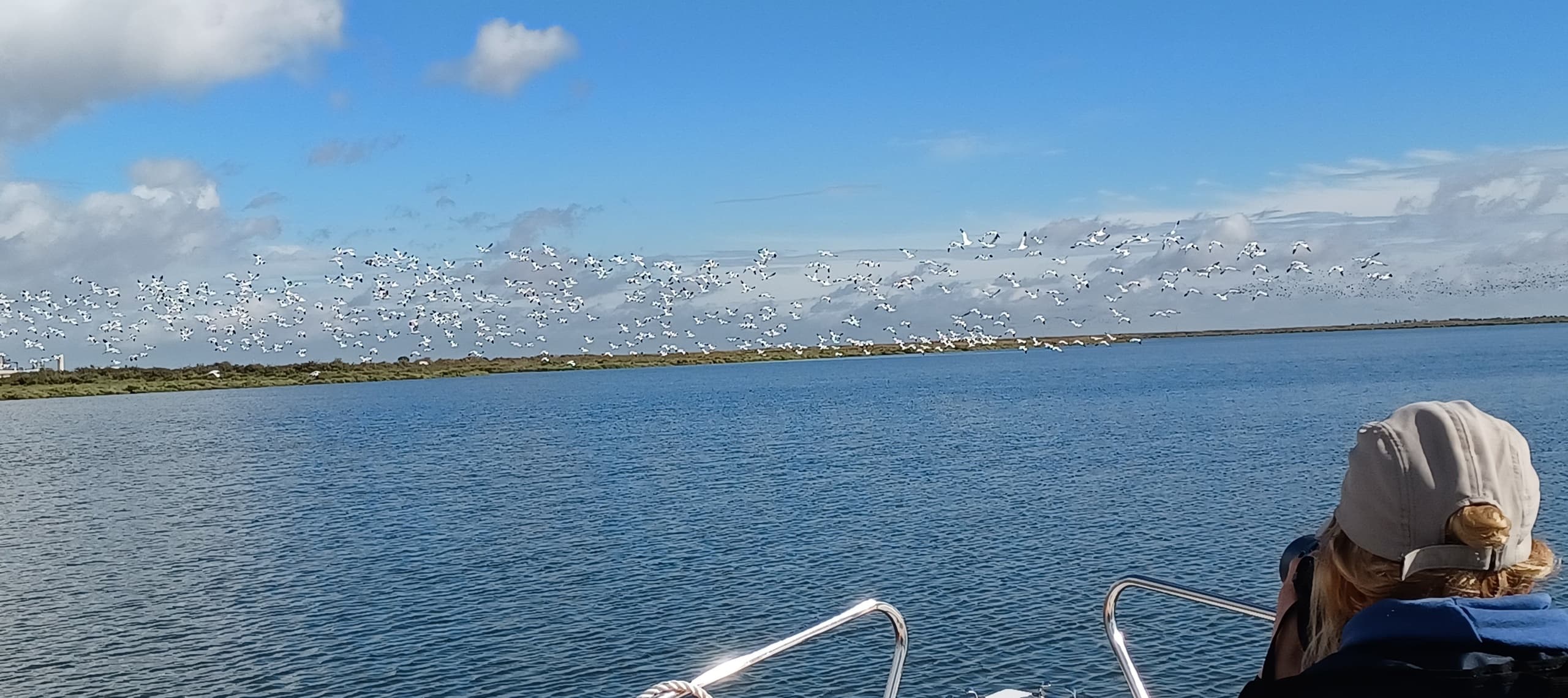 Birdwatching Boat Tours with River Friends in Lisbon