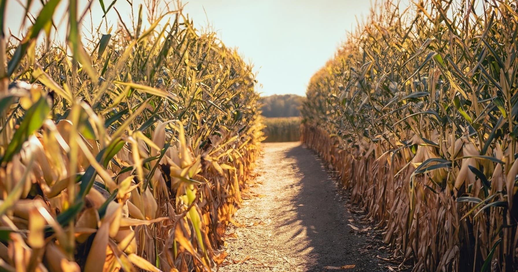 Get Lost and Found at Bil-Dol Farm's Fall Corn Maze in Salem, New Jersey