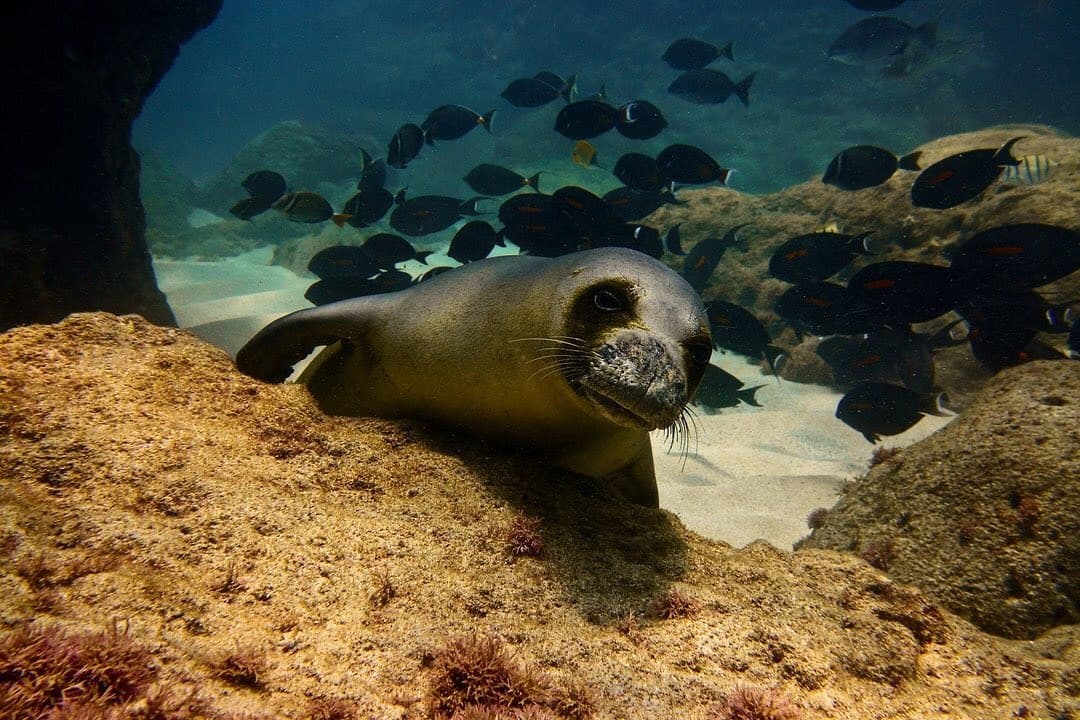 Water Activities at Hawaii Dive Center: Discover Oahu’s Vibrant Reefs