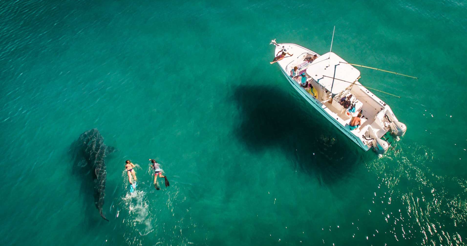 Aerial whale-watching boat with swimmers in clear turquoise sea
