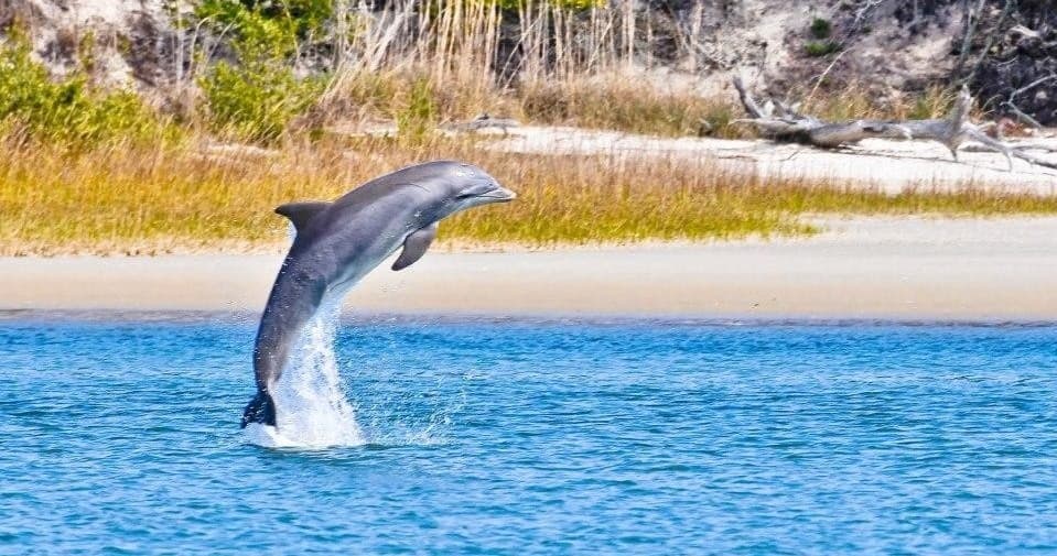 Eco Boat Tours in St. Augustine: Marine Adventures with St. Augustine Eco Tours