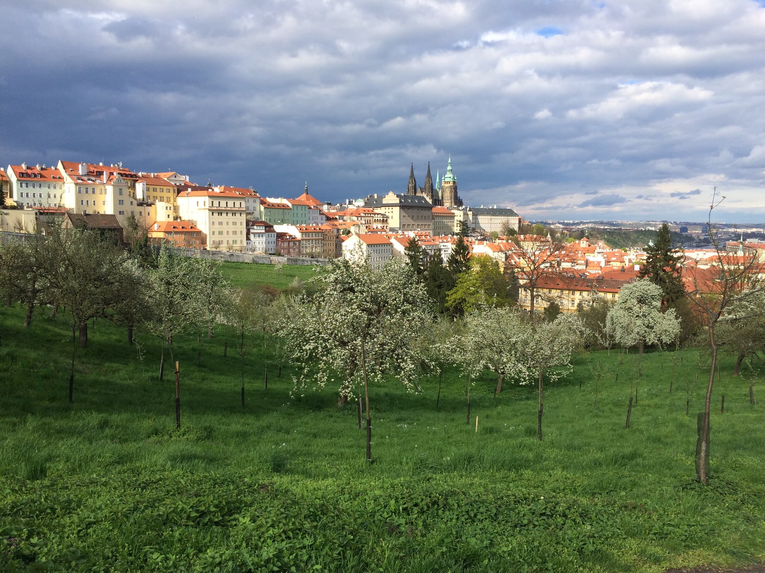 Scenic Prague skyline across green orchard, panoramic city vista