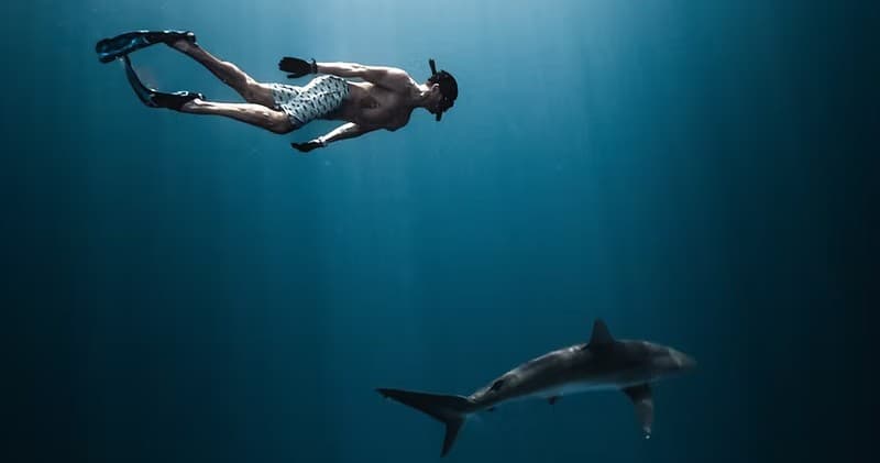 Water Activities & Apex Adventure Diving LLC: Shark Snorkeling