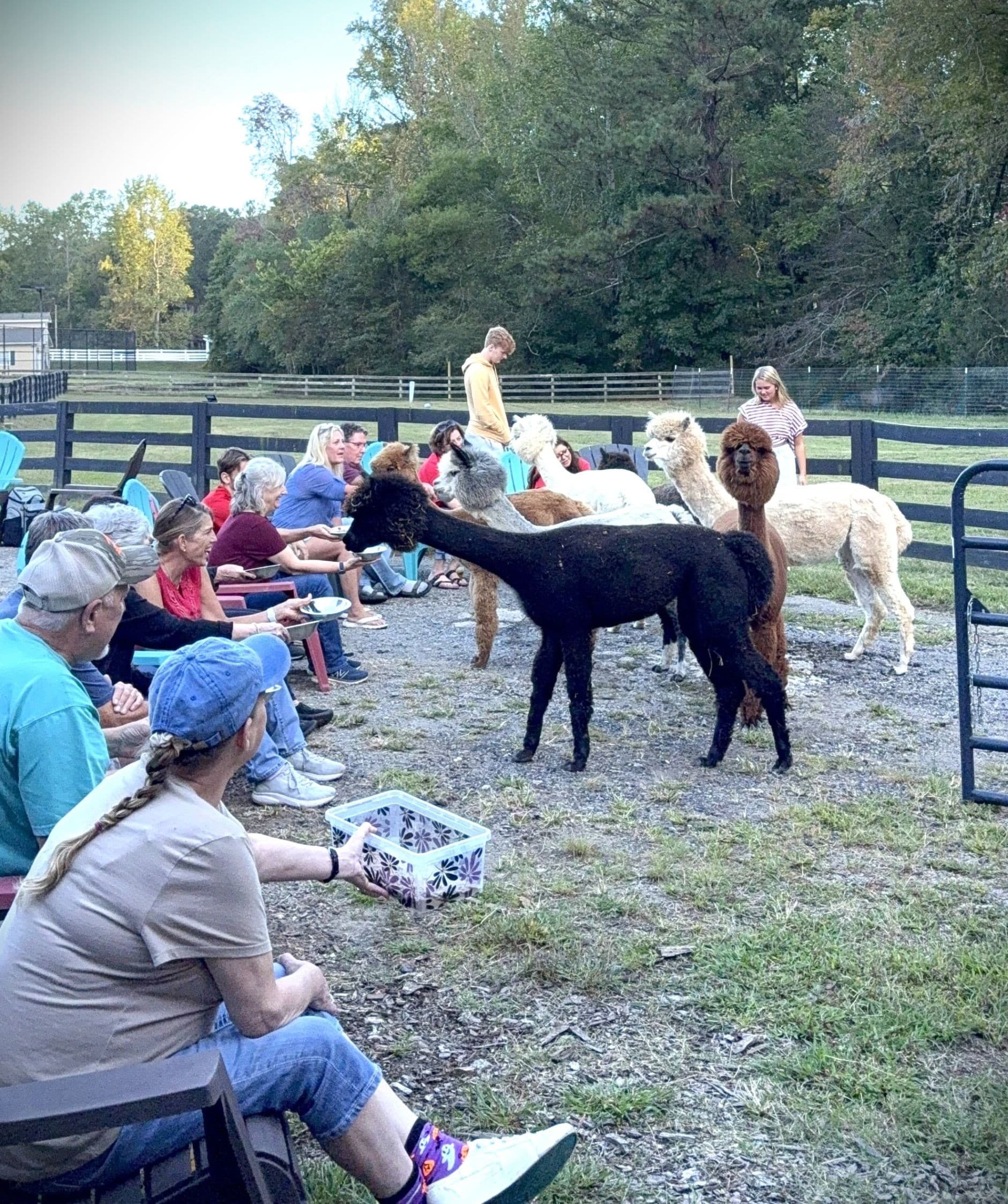 Paca Pasture Picnic at Walnut Creek Alpaca Ranch — Kennesaw Alpaca Experience