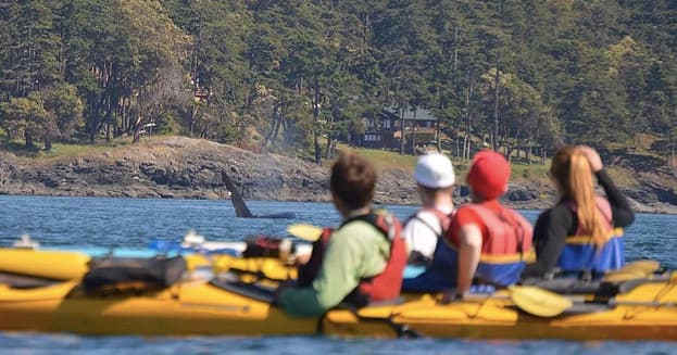 Guided group kayakers paddling near forested shoreline on calm sea