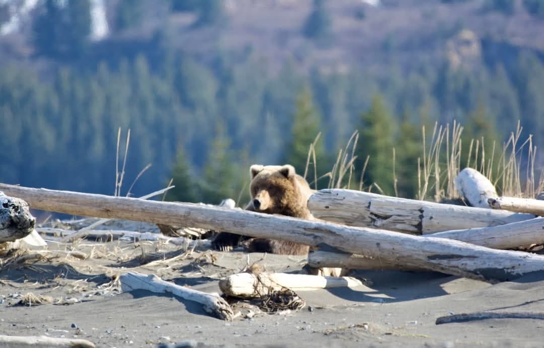Experience Epic Bear Viewing at Hallo Bay in Katmai National Park