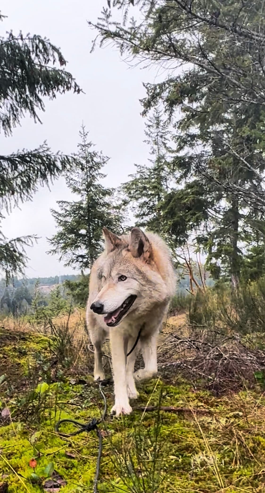 Walk with Wolfdogs: The Howl and Hike by Roam Wolfdog Sanctuary