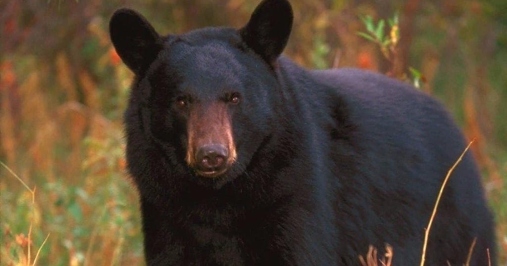 Black Bear Viewing with Aventure Lac Saint-Jean