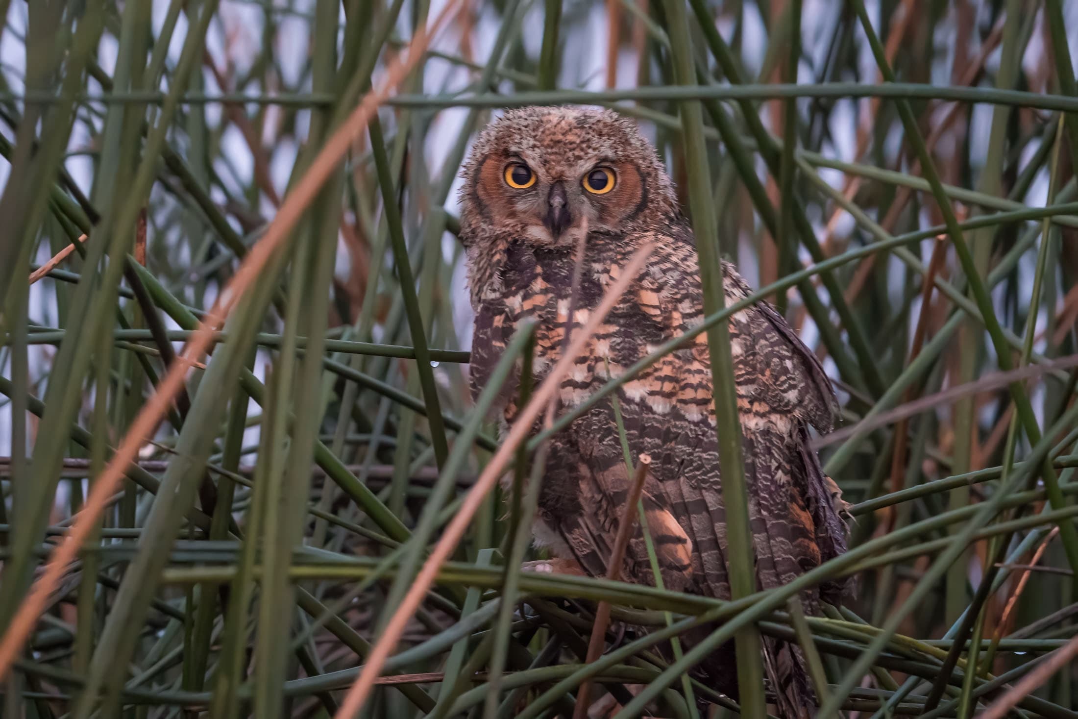 Owl Prowl Adventure at Armand Bayou Nature Center