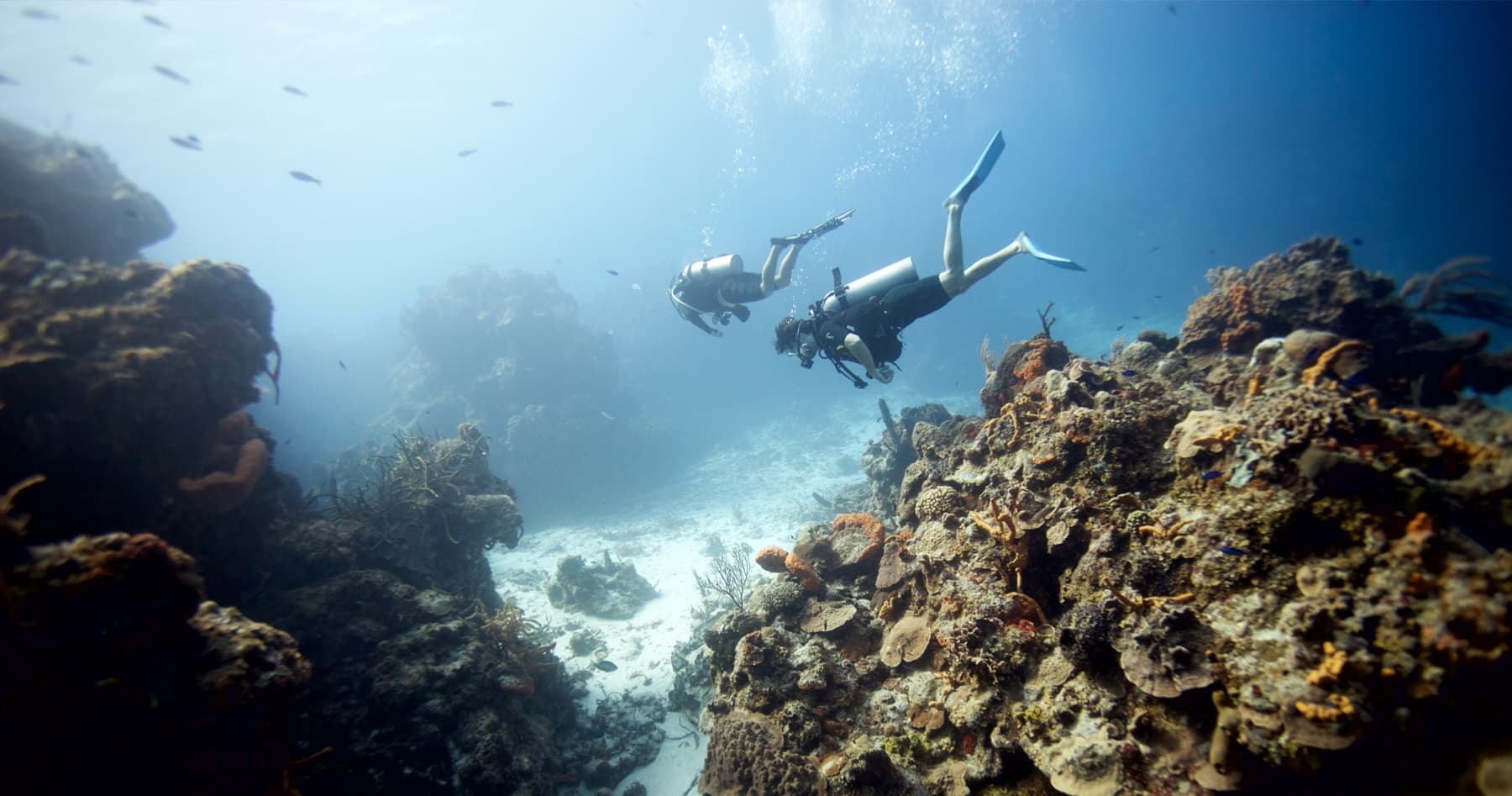 Two-Tank Cozumel Reef Dives: Santa Rosa Wall & Palancar Morning Adventure photo 2