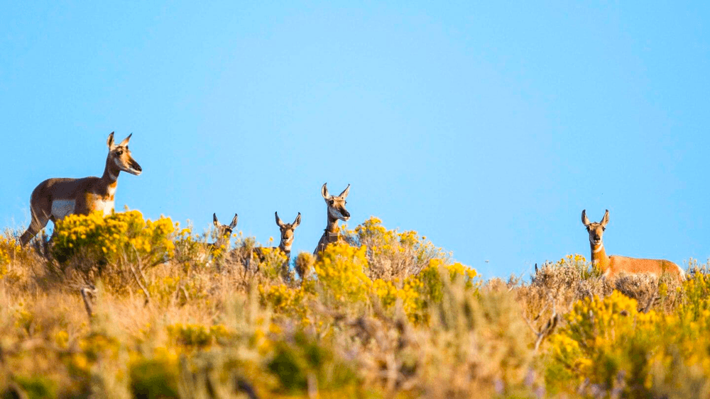 Wildlife Safari with Jackson Hole Wildlife Safaris in Teton Village