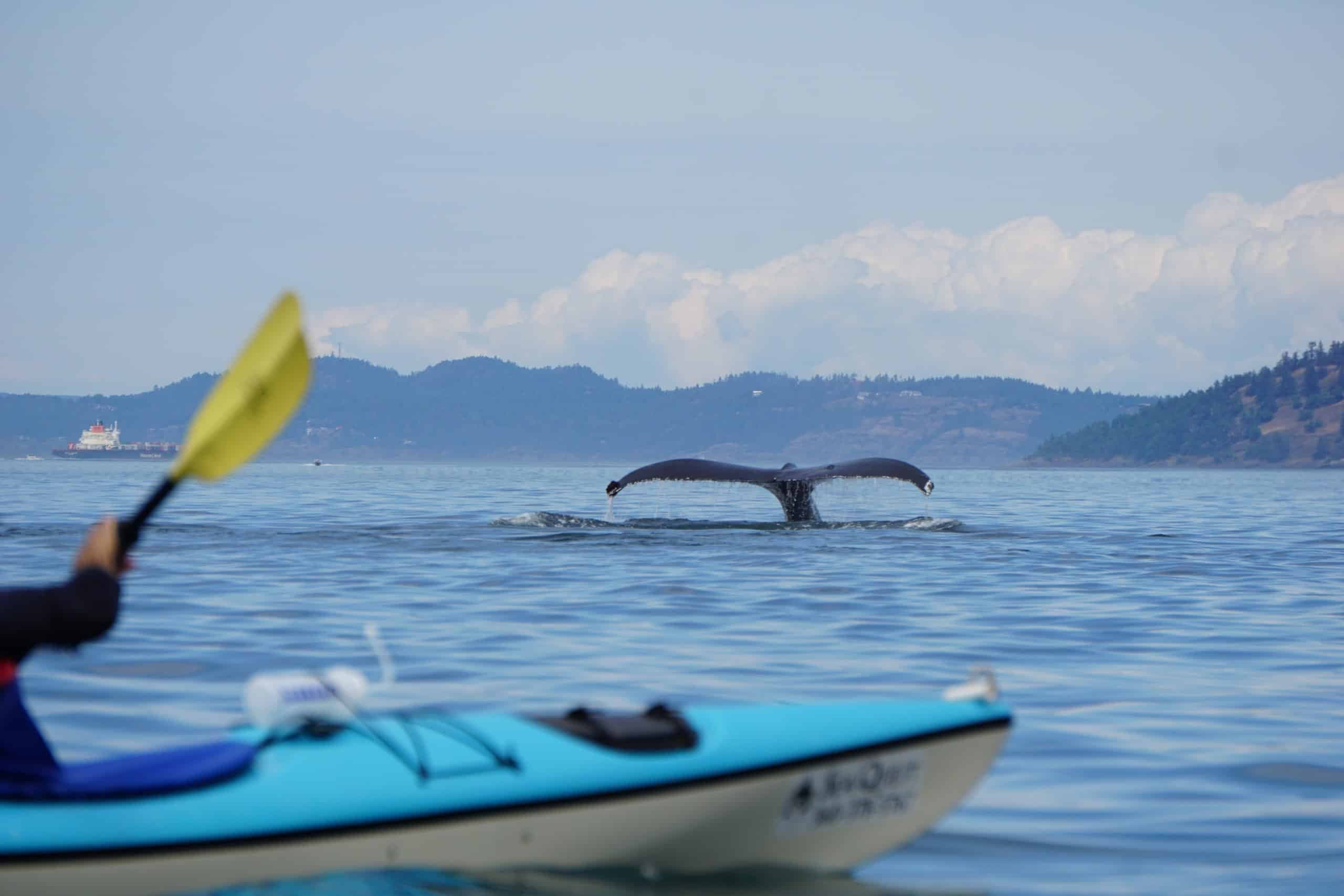 Sea Quest Kayak Tours team