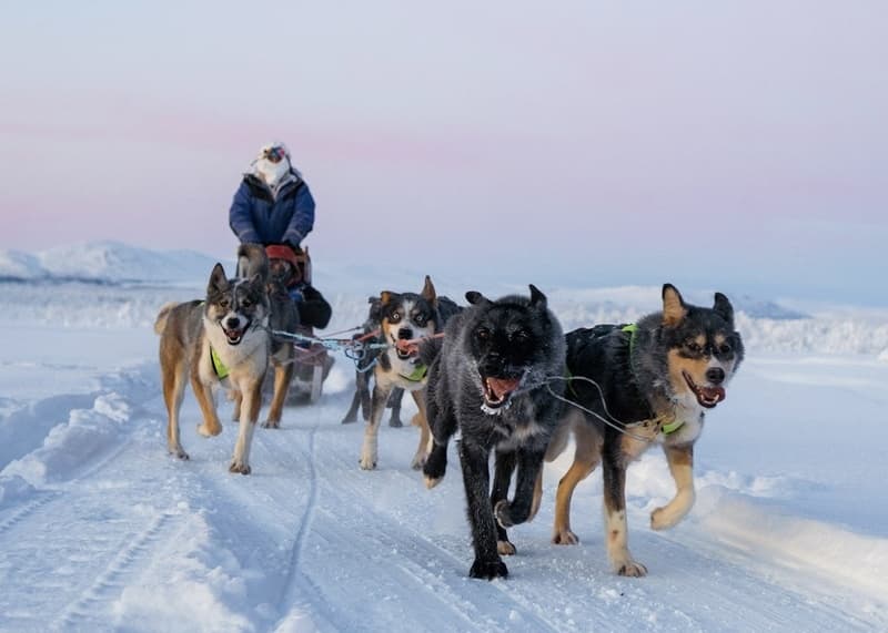 Dog sled team running across snowy tundra at sunrise