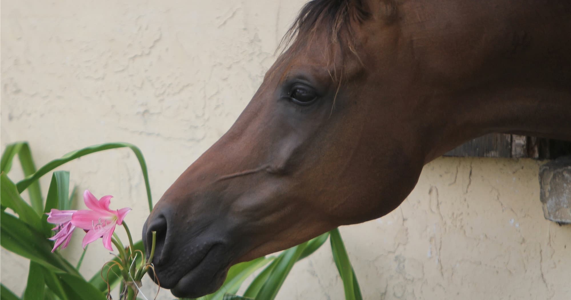 Horse sniffing pink flower near stable wall on farm