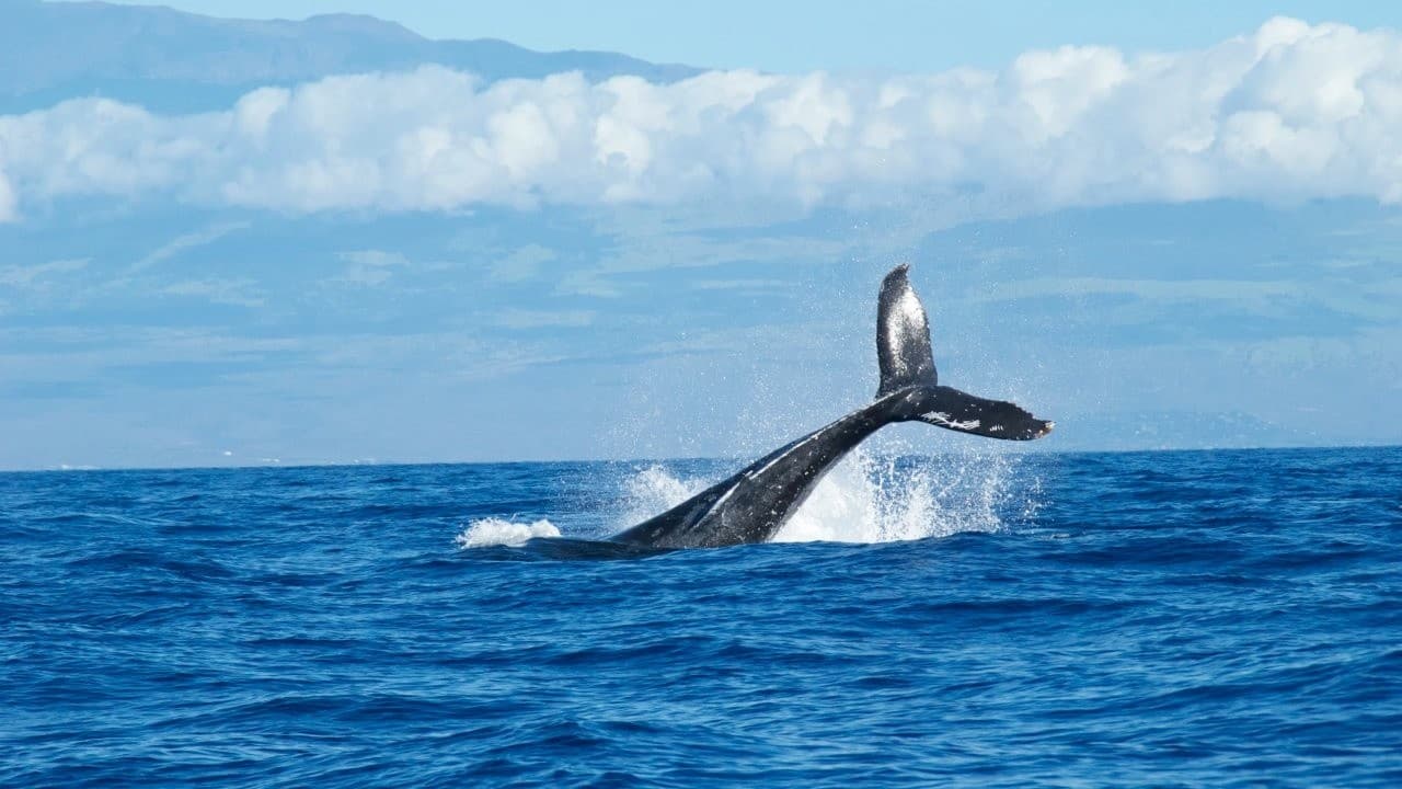 Humpback whale tail fluke emerging from Pacific near Kauai