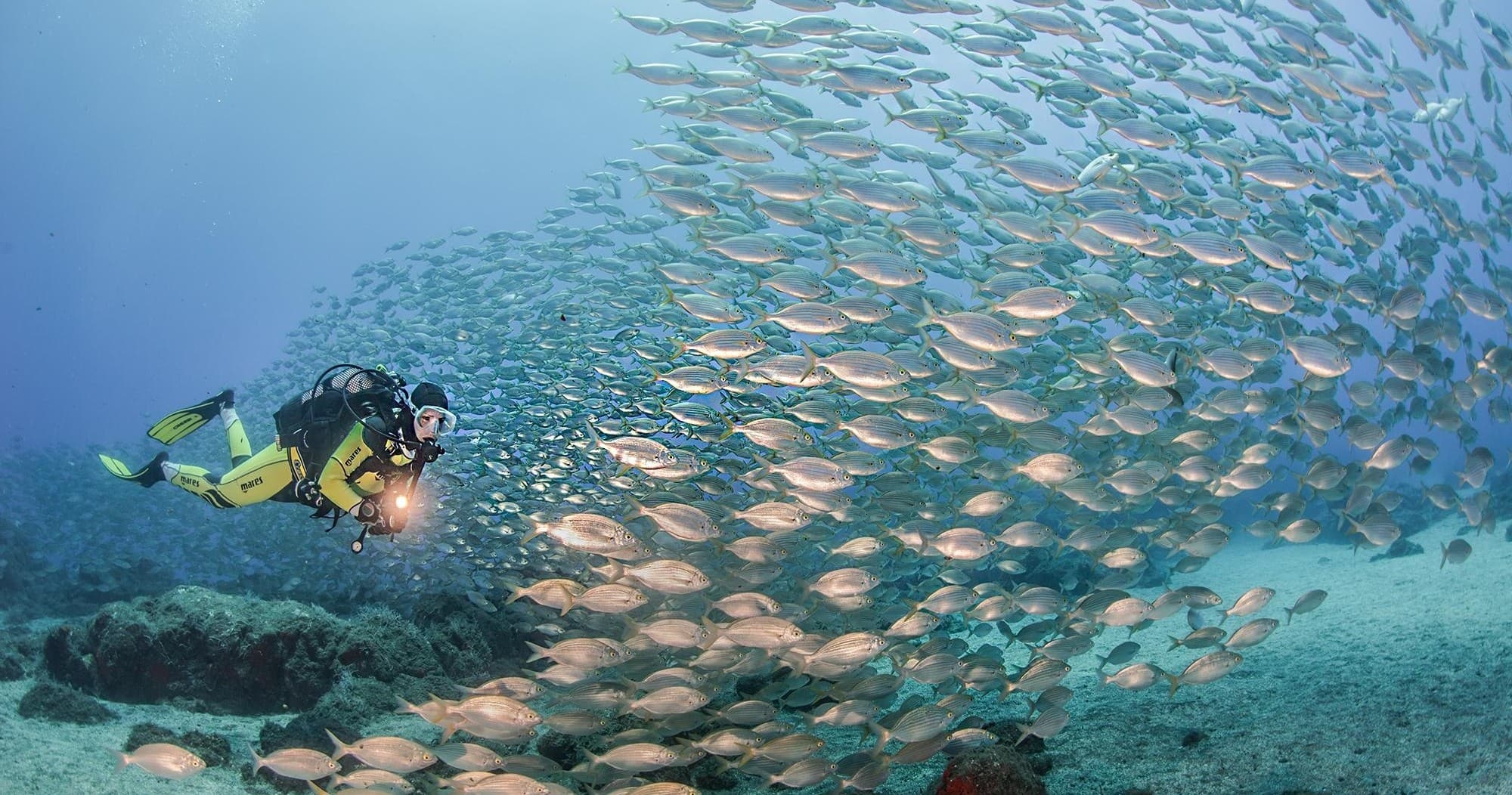 Scuba diver exploring vibrant fish shoal in Madeira coastal waters