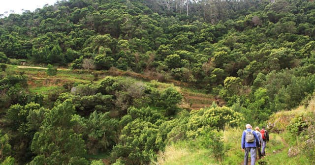 Levada Walk in Madeira by Peaceful Panorama