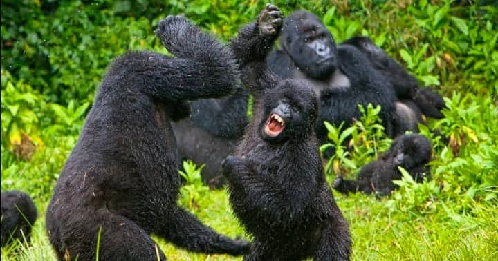 Wildlife & Adventure: Kent Safari Tours' Primate & Queen Elizabeth Trip
