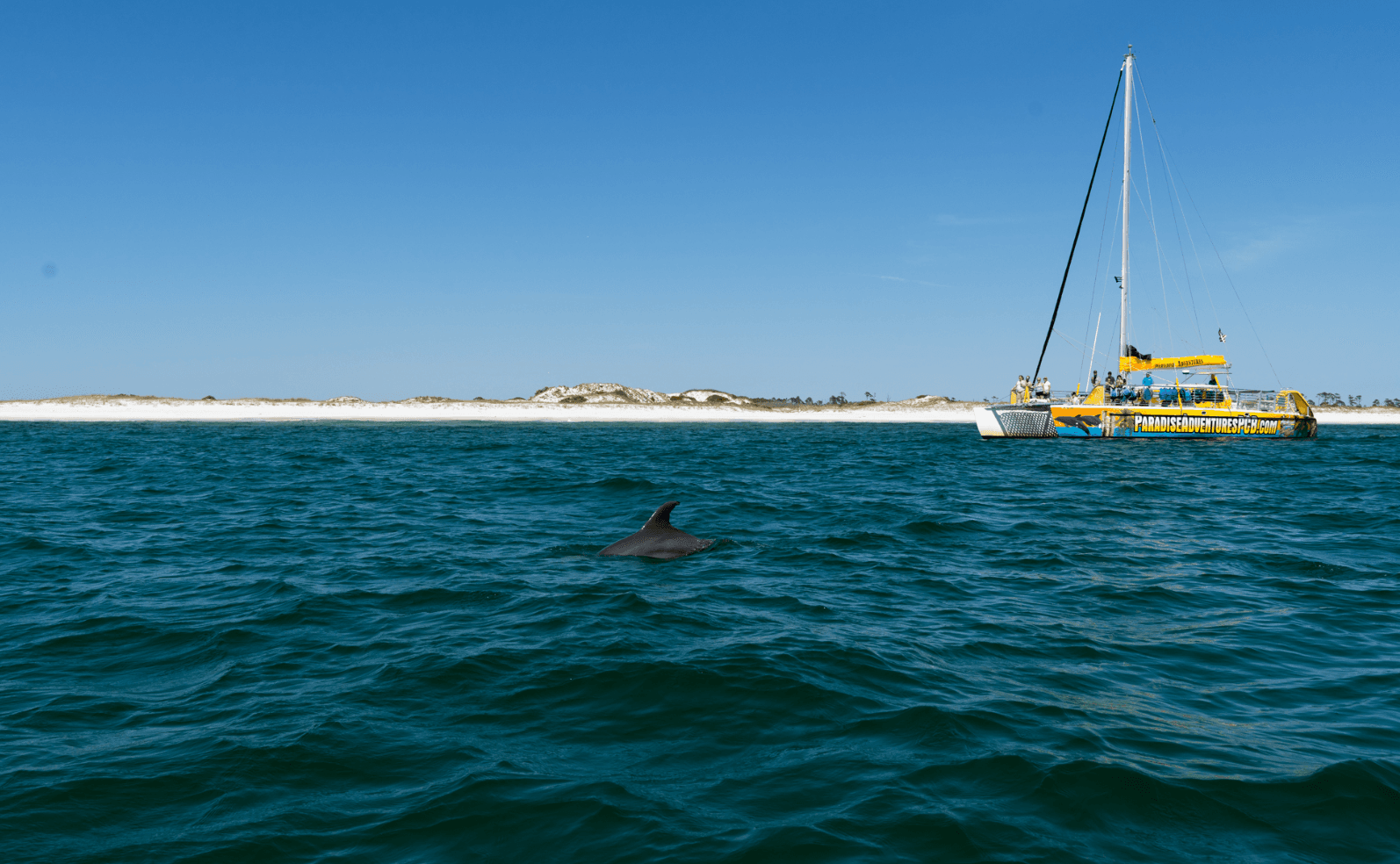 Water Activities & Paradise Adventures: Dolphin Sighting in Panama City Beach