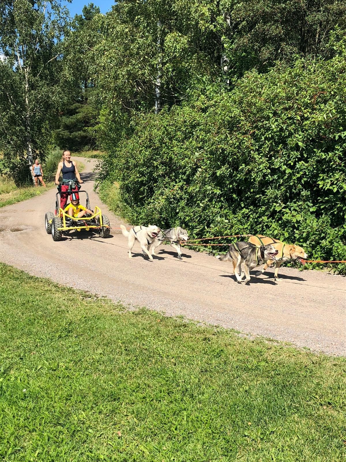 Summer Husky Mushing with Hetta Huskies in Enontekiö