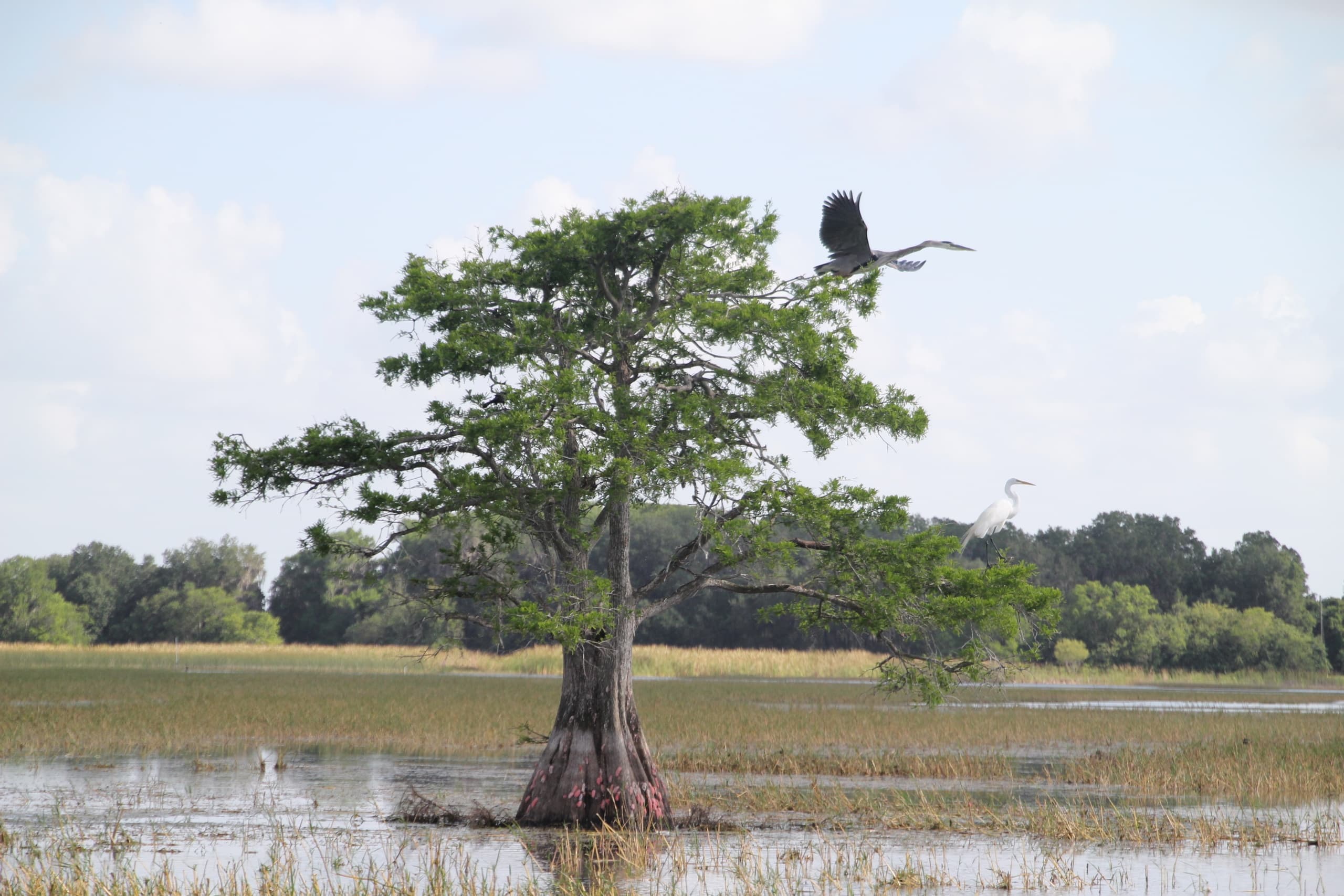 Thrilling 30 Minute Airboat Tour in Kissimmee, Florida