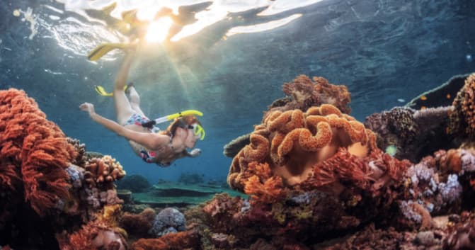 Snorkeler exploring vibrant coral reef under sunlit tropical water