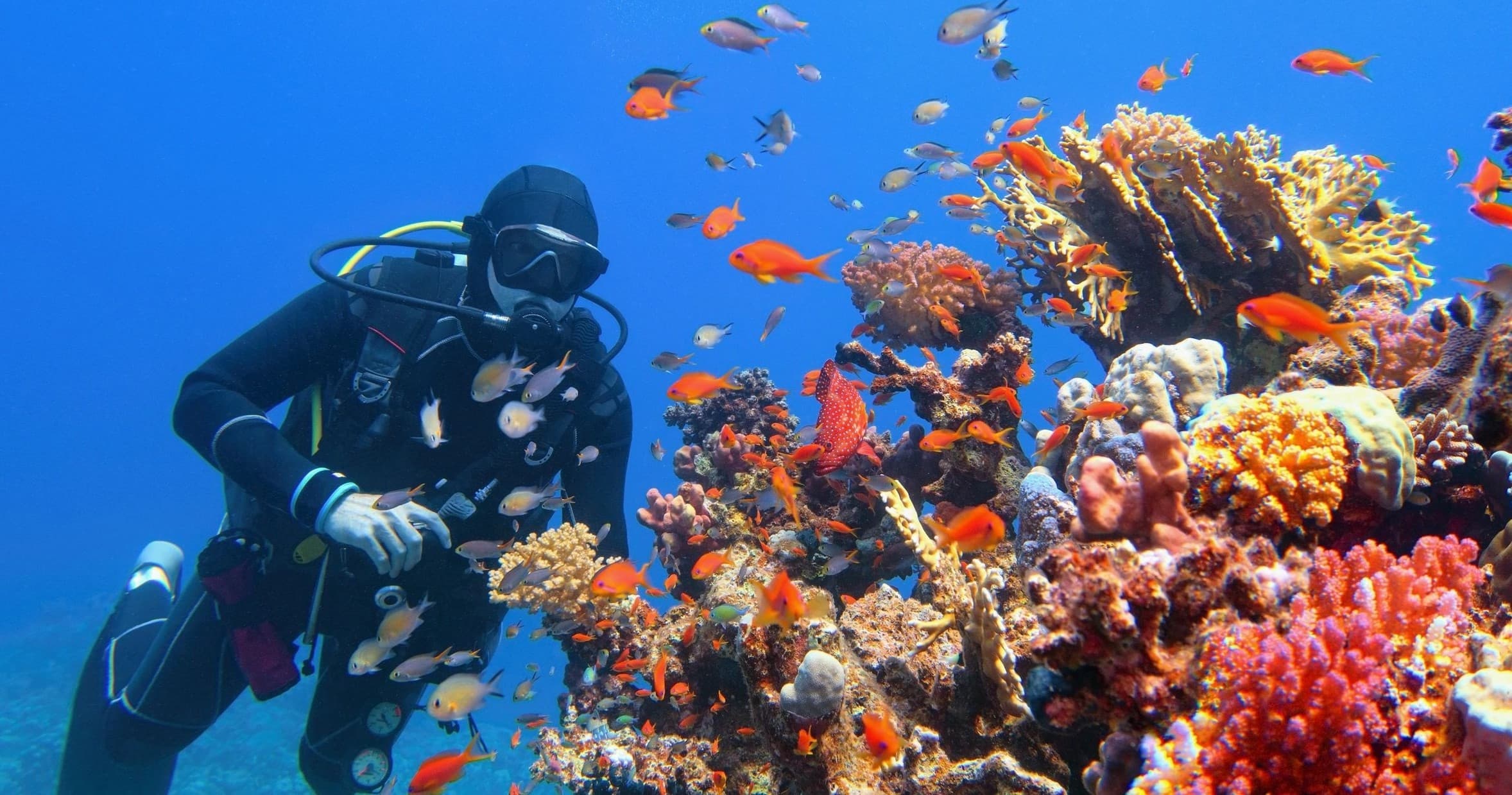 Scuba diver exploring vibrant coral reef with tropical fish