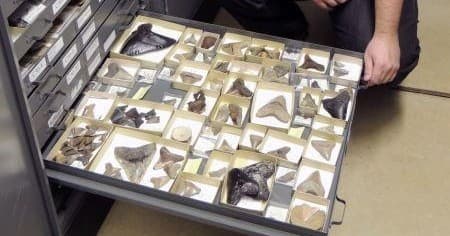 Water Activities at Chesapeake Heritage and Paleontology Tours LLC