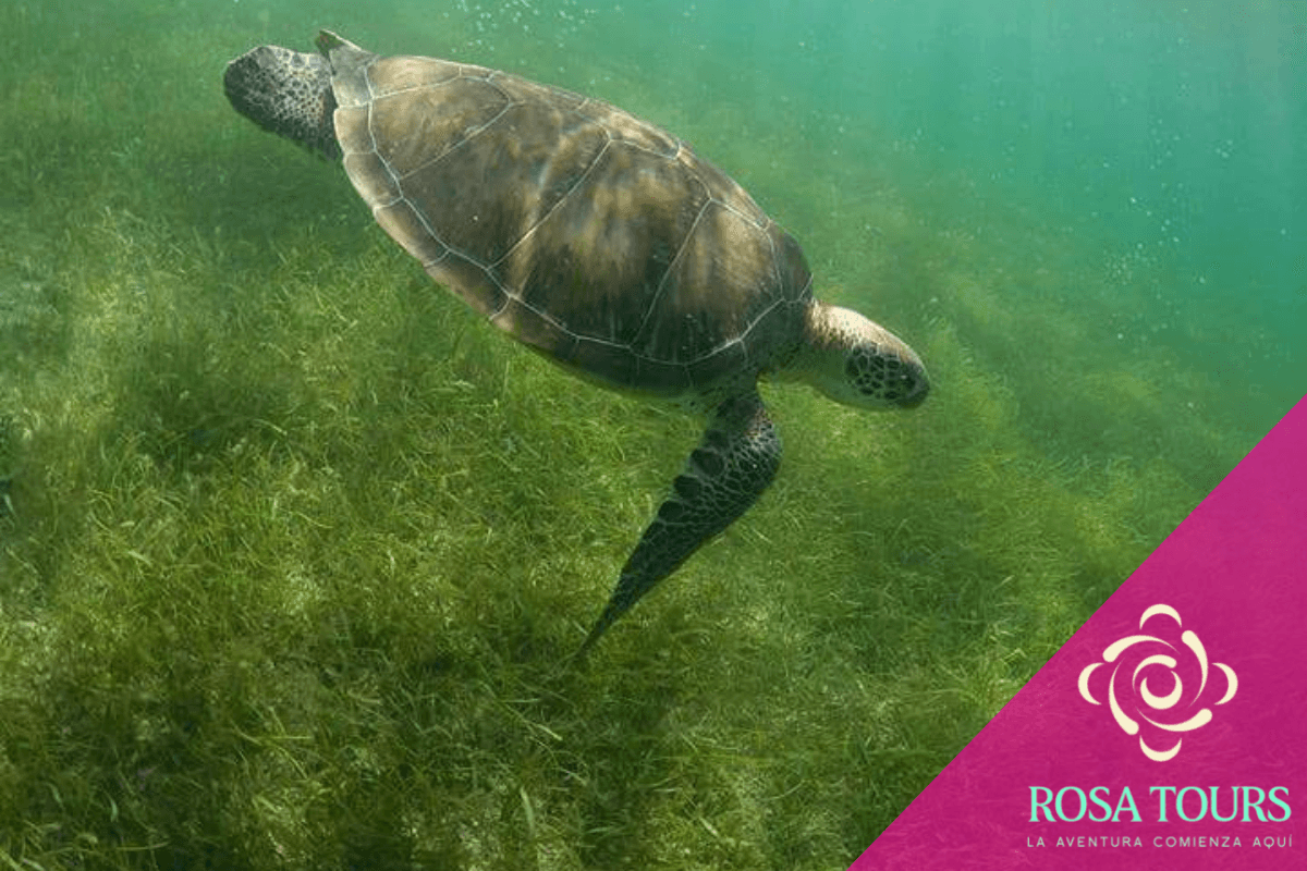 Snorkeling with Turtles & Cenote Swim in Akumal
