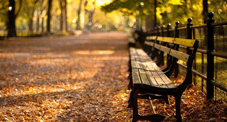 Park bench amid autumn leaves in Central Park walkway
