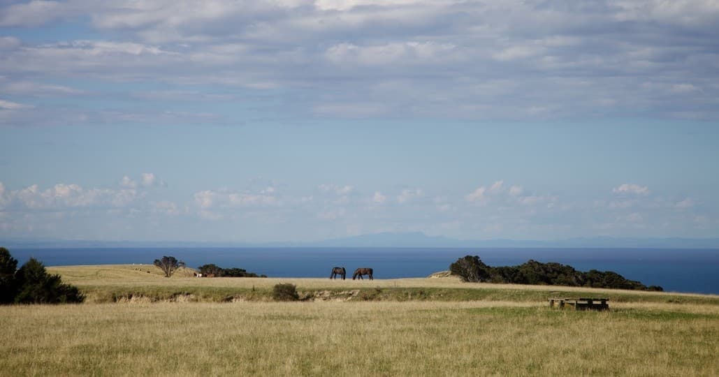 Horseback riding across coastal Hawke's Bay meadow with ocean views