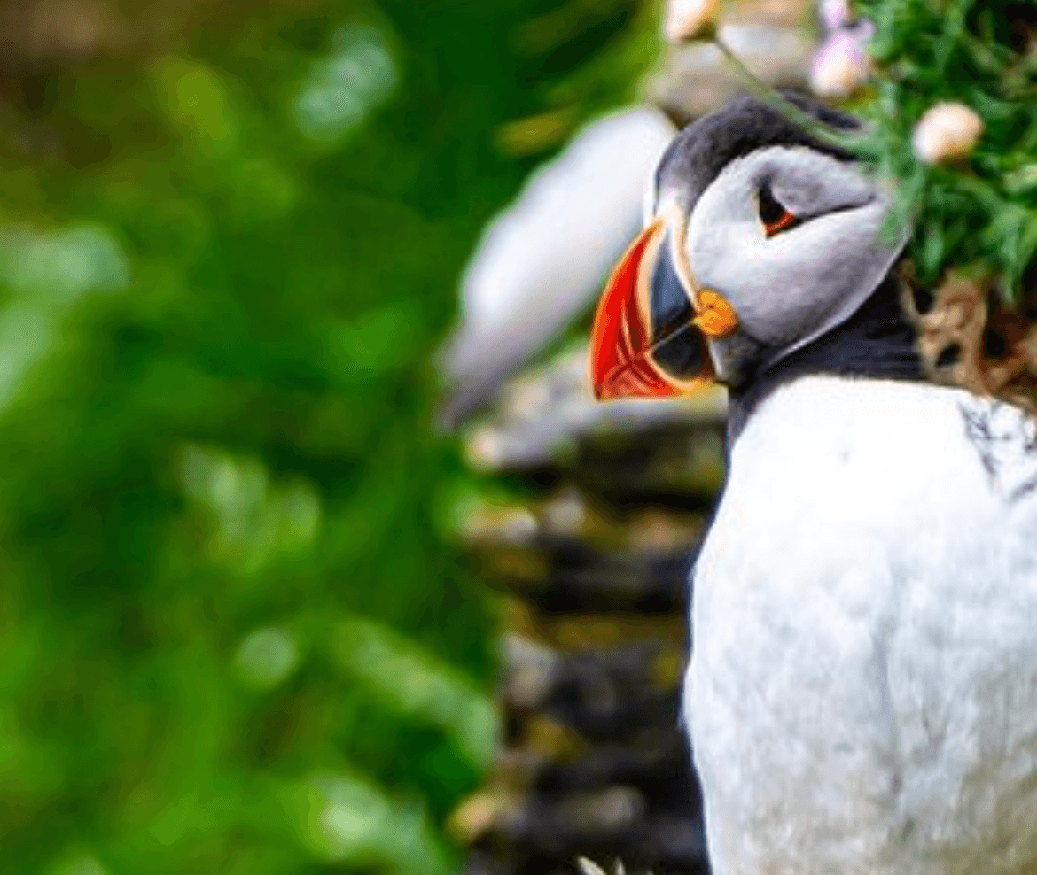Sunset Puffin Tour by Seawolf Wildlife Tours in Caithness