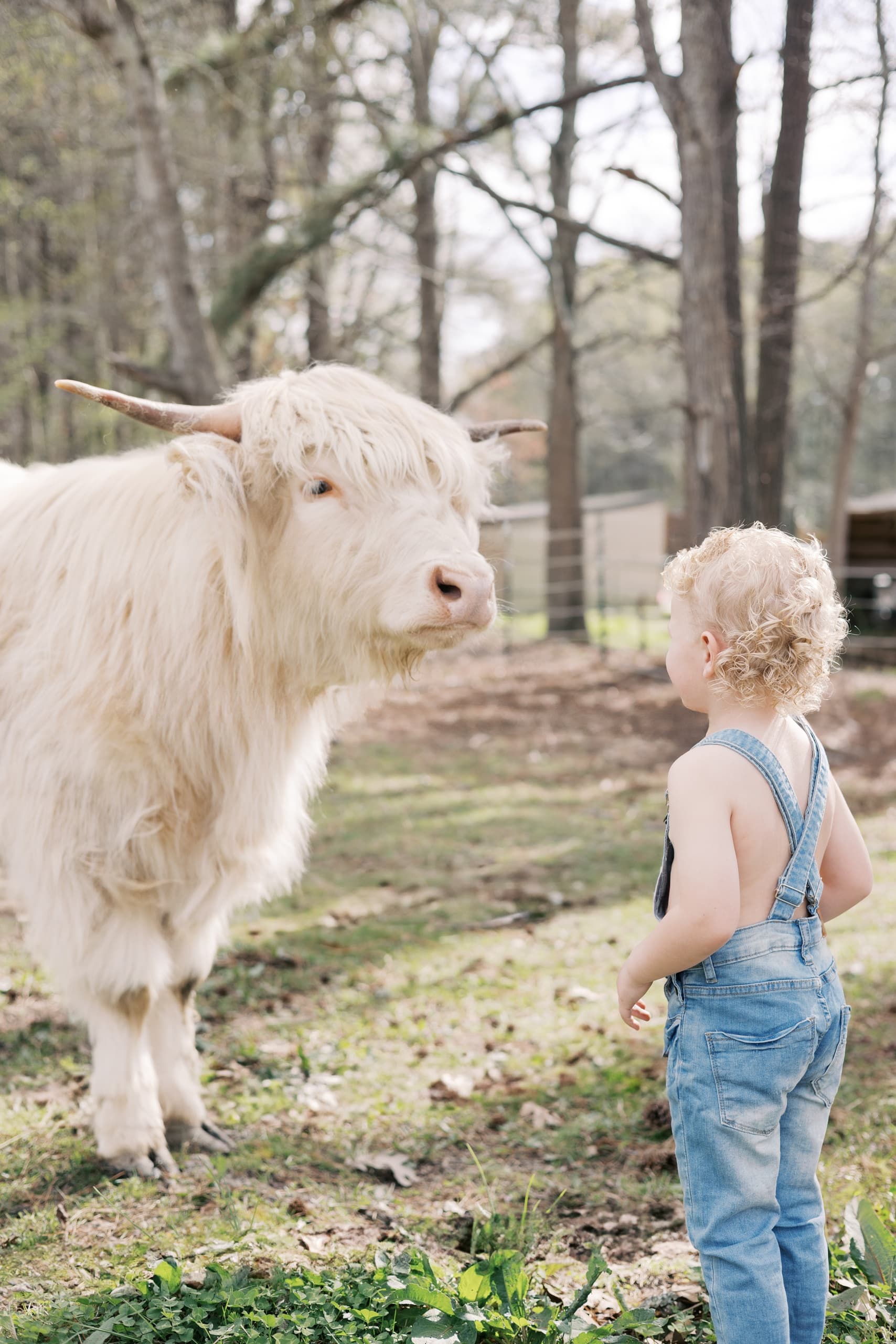 Farm Animal Photography & Cows at Fair Weather Farms