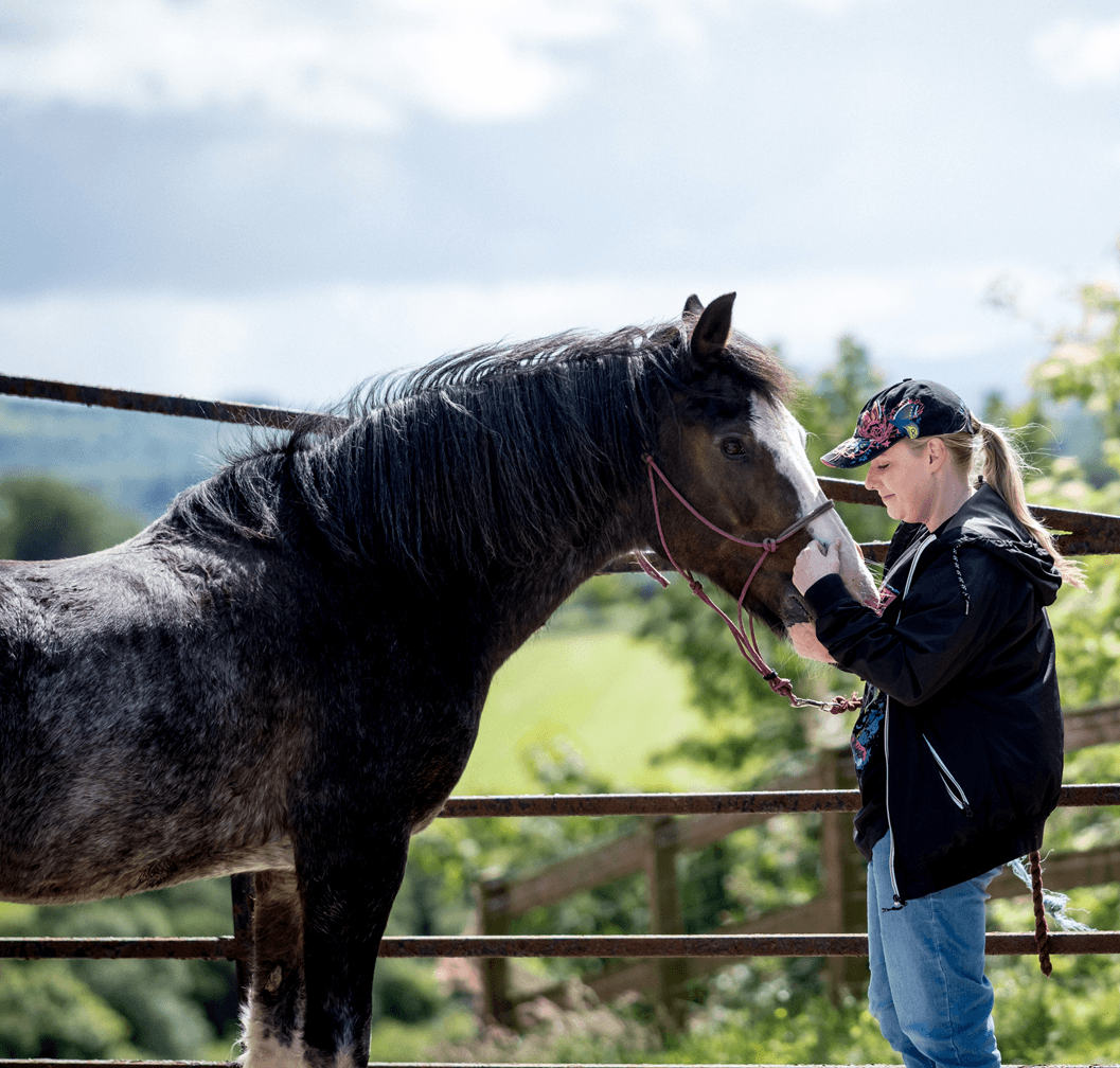 Milk, Meadows & Mountain: Taste Dart Mountain Cheese and Meet Horses Near Derry photo 2