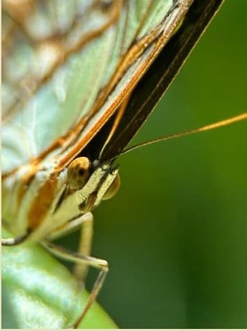 Master Macrophotography in Miami’s Kampong Botanical Gardens with Your Phone
