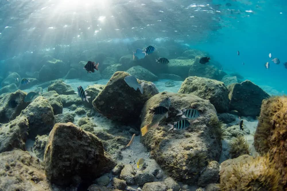 Hidden Reefs: Small-Boat Snorkel Tours Off Riviera Beach, FL photo 1