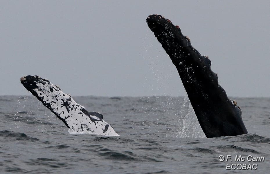 Wildlife & Water Activities with Whale Watching Ecotours in Puerto Vallarta
